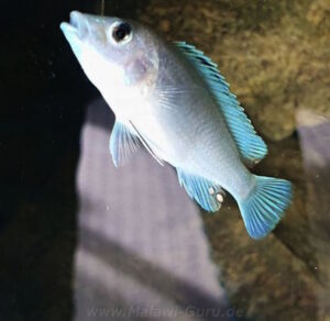 Labidochromis caeruleus 'Thumbi Reef'